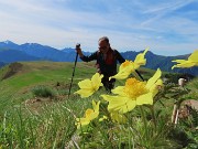 Festa di fiori e marmotte per i Monti Foppa e Avaro-28magg25